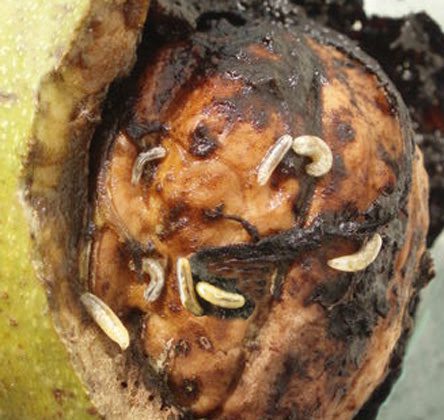 Nyugati dióburok-fúrólégy lárvái