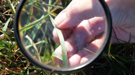 Ezért fontos a rezisztenciára figyelni fajtaválasztás során