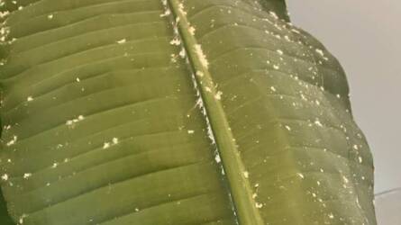 Mik lehetnek a fehér csomók a szobanövény levelein?