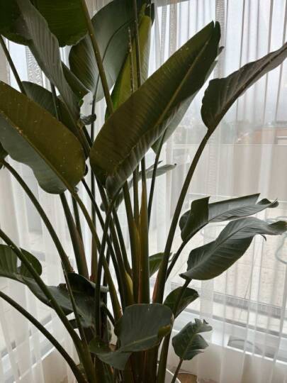 Pajzstetvek szétterjedtek a leveleken