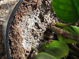 Penész a cserép talaján