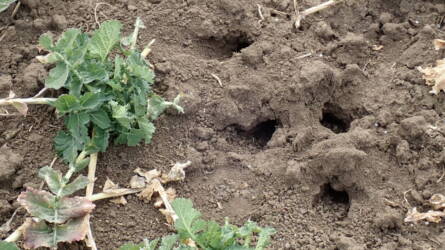 Rágcsálók az őszi vetésben: ne hagyja figyelmen kívül!