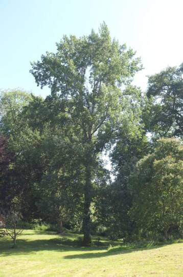 Rezgő nyár - kép forrása International Dendrology Society