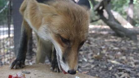 Ünnepi látványetetés és állatismertető a Körösvölgyi Állatparkban