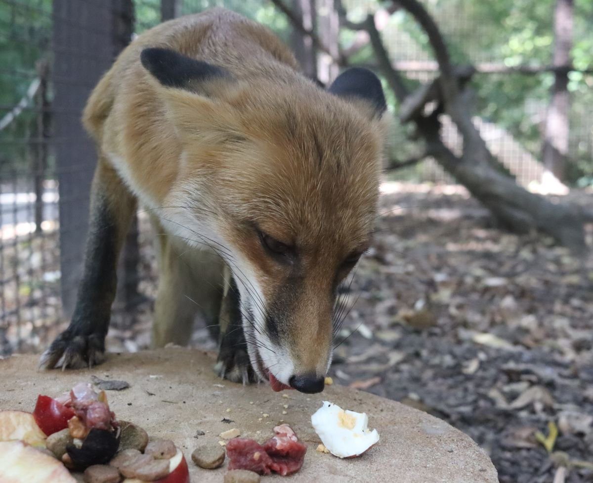 Ünnepi látványetetés és állatismertető a Körösvölgyi Állatparkban
