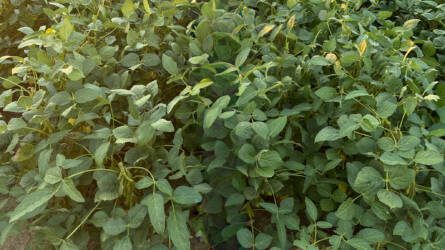 Korszerű szójafajták, megalapozott döntések