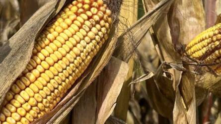 Van jövője a kukoricatermesztésnek Magyarországon