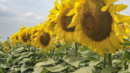 Napraforgó: Jó piaci pozíció és kiszámítható jövedelem