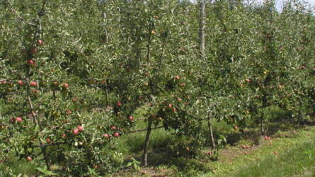 Miért van szükség fajtatársításra?