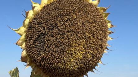 Megjelent a SAATEN-UNION tavaszi fajtakatalógusa