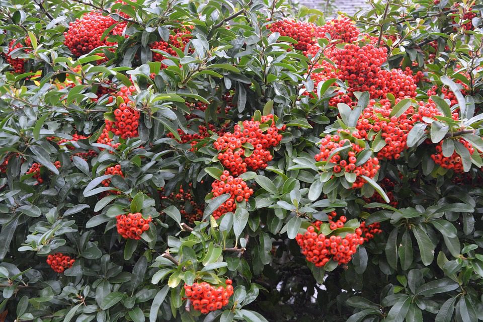 Szükségünk lesz lombhullató, örökzöld, bogyótermésű és hosszan virágzó fajokra is