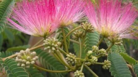 Szükség van a fiatal selyemakác téli takarására?