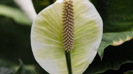 Halálos szeretet: így pusztítjuk el a vitorlavirágot