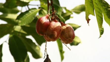 Öt étel, amely valóban életveszélyes lehet