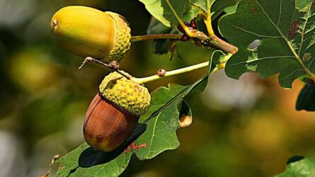 Elképesztően finom és egészséges – a makk-kávé visszatért!