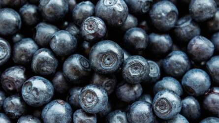 Mit kell tudni az áfonya termesztéséről?