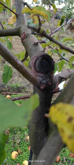 Almaág színelváltozása a korábbi vágást követően