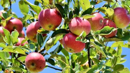 Hogyan kezeljem a korábbi vágást követően feketedő almafaágat?