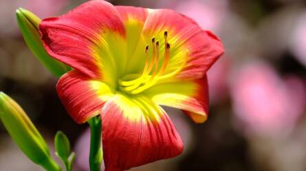 Mikor és hogyan ültessük az amarilliszt?