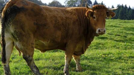 Komposzt, istállótrágya, szaruőrlemény: melyik a legjobb?