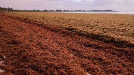 "Algabomba" robbant a Karib-térségben – kincs lett belőle!