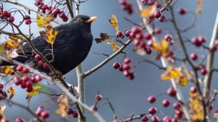 Könnyen kiderül melyik madár énekel: próbálja ki ezt a 3 appot!