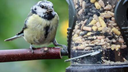 Biztonságos a madáretetés madárinfluenza idején?