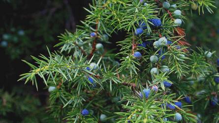 Kell-e félni a borókáktól a kertben?