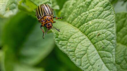 Furcsa módon bántak el a burgonyabogárral, de az ötlet működőképes