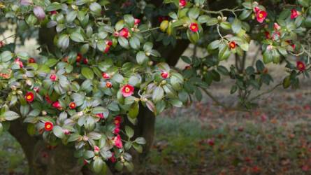 Fagy előtt: 5 növény, amit feltétlen védeni kell
