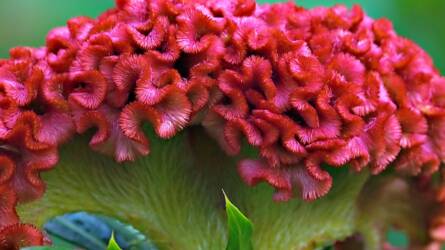 Fantasztikus virágzat, minimális gond: celózia