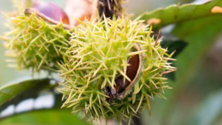 A gesztenye legérzékenyebb pontja: Ön figyel rá?