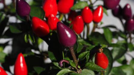 Milyen körülmények között lehetséges a chilit átteleltetni?