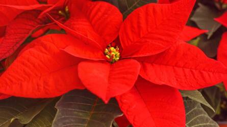 Hová tegyük a mikulásvirágot, hogy sokáig szép maradjon?