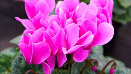 Szaporítható házi körülmények között a ciklámen?