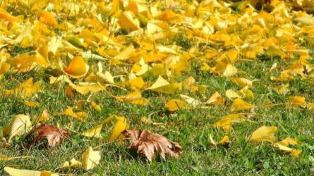 Ne dobjuk el! Készítsünk mulcsot falevélből