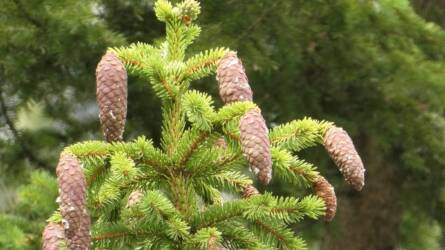 Fenyőt ültetne? Ezt a 3 szabályt tartsa be!