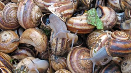 Mit tehetünk ősszel a kertben megjelenő csigákkal?