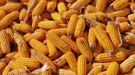 Borzasztó tárolási veszteséget szenvednek el évről évre, a gabona közel 40 százaléka megy pocsékba