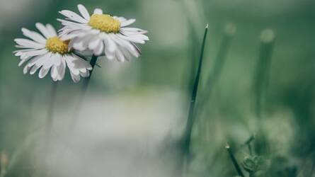 A növények tényleg beszélnek? Leleplezzük a növényi kommunikáció mítoszát