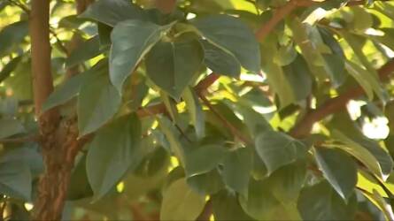 Nem akármi termett egy zalai kertben, a tulajdonos 10 év után szüretelhetett