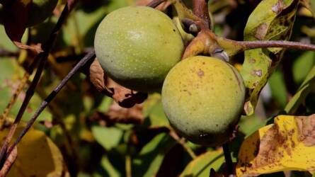 Lehetséges fainjektálással védekezni a dióburok-fúrólégy ellen?