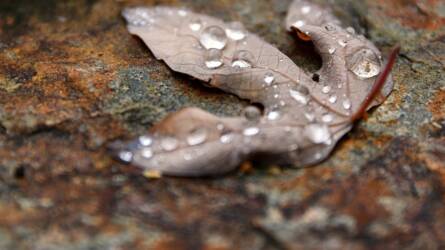Ennyi csapadék pótlódik vissza a következő egy hétben, az Alföldön gazdálkodók fellélegezhetnek