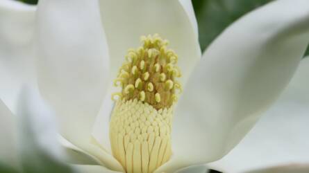 Kertészkedjen hollywoodi stílusban: a növény, amitől a szomszéd irigykedni fog!