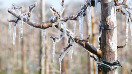 Mindenképpen szükséges a lemosó permetezés?