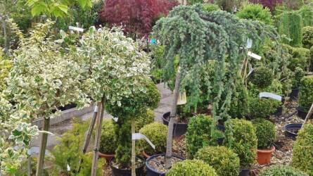 Minden növény eladásához szükséges a növényútlevél?