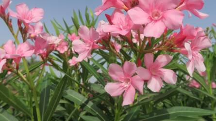 Mennyi vizet kell télen a leandernek adni? Mutatjuk