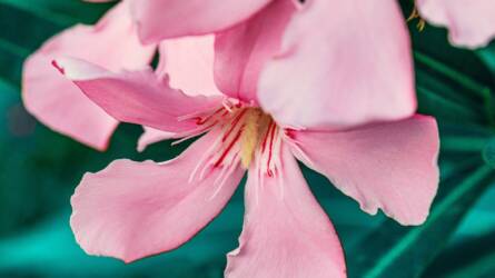 Nem vitte be a leandert? Talán még nincs minden veszve