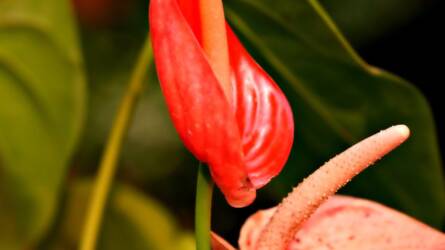 Végre virágzik! Csak ennyi kell a flamingóvirághoz