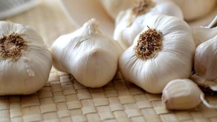 A fokhagyma termesztése és helyes betakarítása